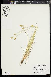 Carex leavenworthii image