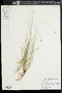 Carex leavenworthii image