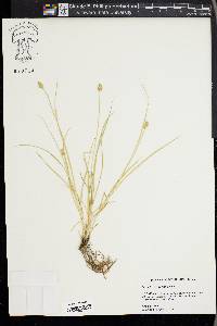 Carex leavenworthii image