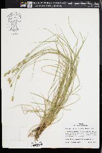 Carex leavenworthii image