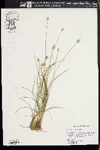 Carex leavenworthii image