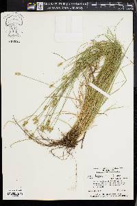 Carex leavenworthii image