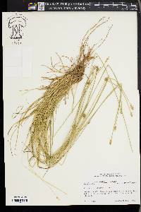 Carex leavenworthii image