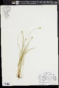 Carex leavenworthii image