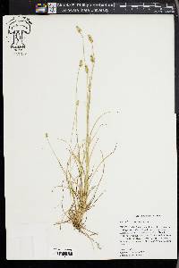 Carex leavenworthii image