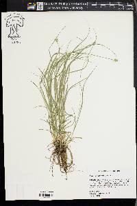 Carex leavenworthii image