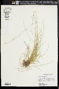 Carex leavenworthii image