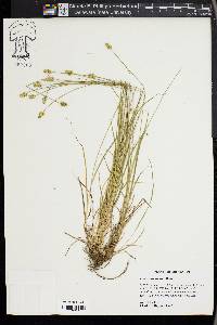 Carex leavenworthii image