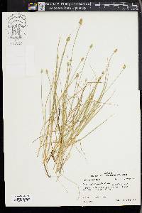 Carex leavenworthii image