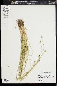 Carex leavenworthii image