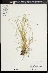 Carex leavenworthii image