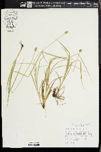 Carex leavenworthii image