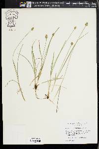 Carex leavenworthii image