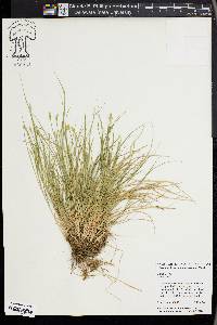 Carex leavenworthii image