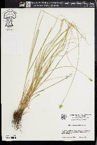 Carex leavenworthii image