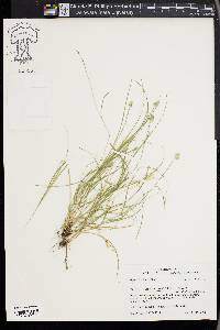 Carex leavenworthii image