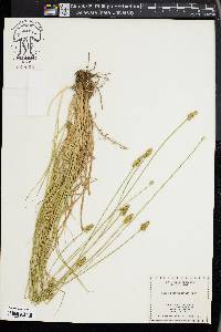 Carex leavenworthii image