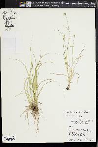 Carex leavenworthii image