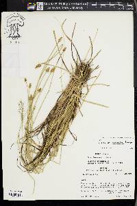 Carex leavenworthii image