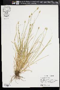 Carex leavenworthii image