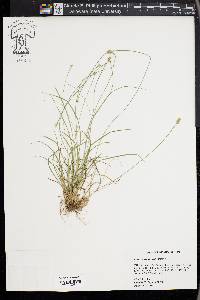 Carex leavenworthii image