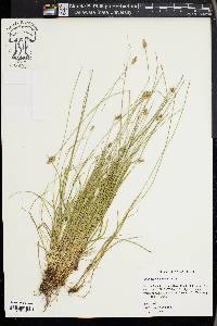 Carex leavenworthii image