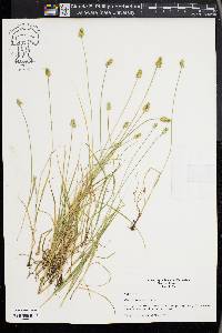 Carex leavenworthii image