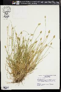 Carex leavenworthii image