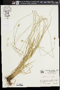 Carex leavenworthii image