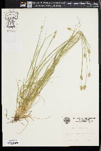 Carex leavenworthii image