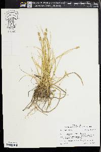 Carex leavenworthii image