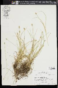 Carex leavenworthii image