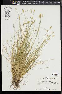 Carex leavenworthii image