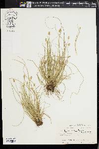 Carex leavenworthii image