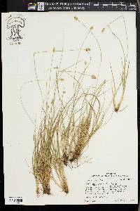 Carex leavenworthii image