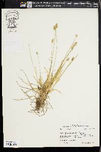 Carex leavenworthii image