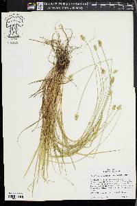 Carex leavenworthii image