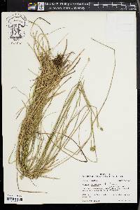 Carex leavenworthii image