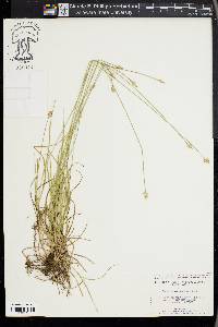 Carex leavenworthii image