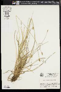 Carex leavenworthii image