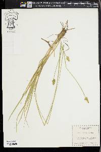 Carex leavenworthii image