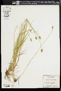 Carex leavenworthii image