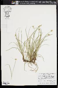 Carex leavenworthii image