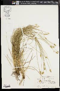 Carex leavenworthii image