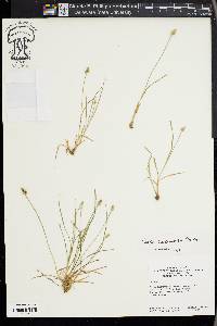 Carex leavenworthii image