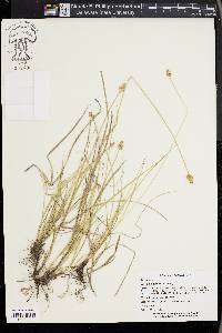 Carex leavenworthii image