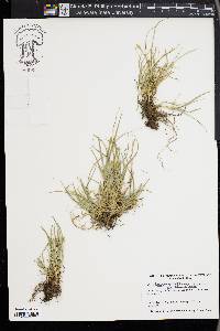 Carex leavenworthii image