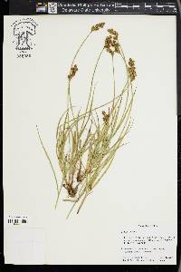 Carex leporina image