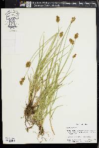 Carex leporina image