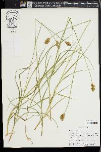 Carex leporina image